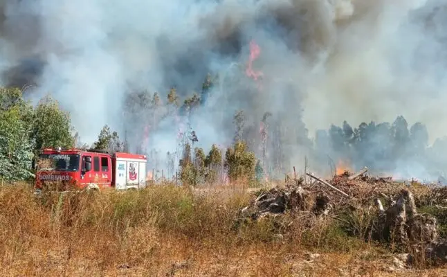 Incendio forestal destruyó 25 hectáreas en dos localidades rurales de Molina