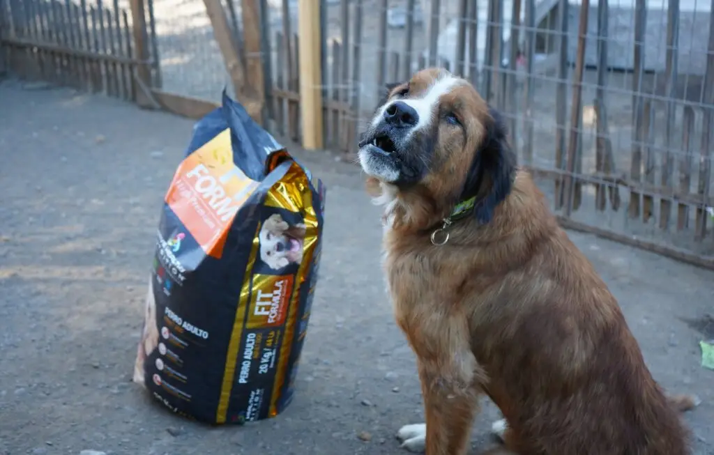 Este sábado se realizará jornada de adopción de perros rescatados de ex refugio Almas en el Camino