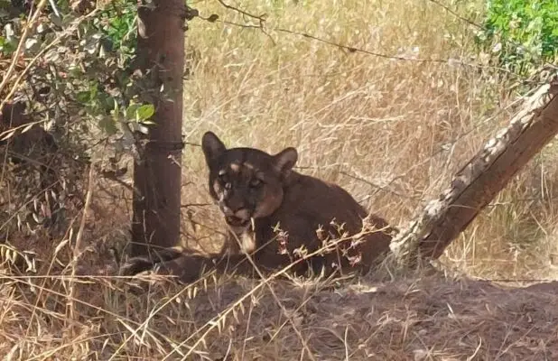 Logran rescatar a un puma atrapado en cerco de alambre de púas en Los Queñes