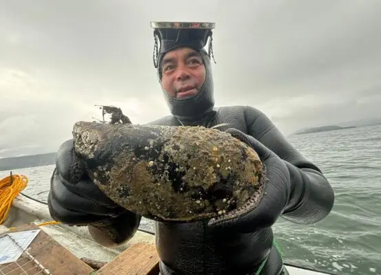 Encuentran choro gigante en bahía en Los Ríos: Ejemplar pesa casi 900 gramos