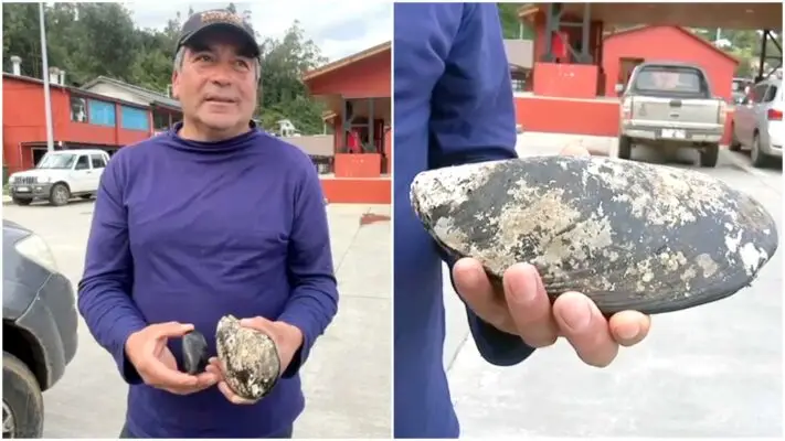Hombre que encontró choro gigante: "Me lo comí, estaba súper rico"