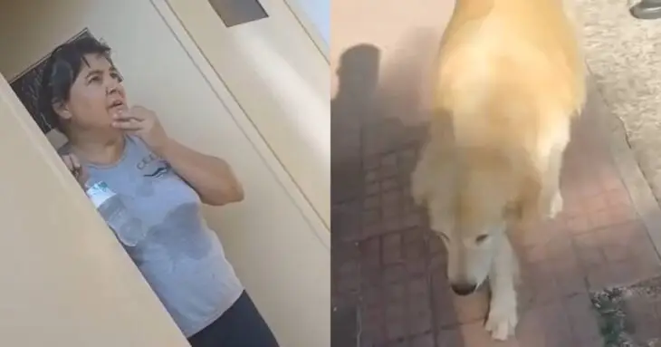 Mujer llevó a su perro a la carnicería y pidió que lo faenaran: "Eso se hace con lo animales"