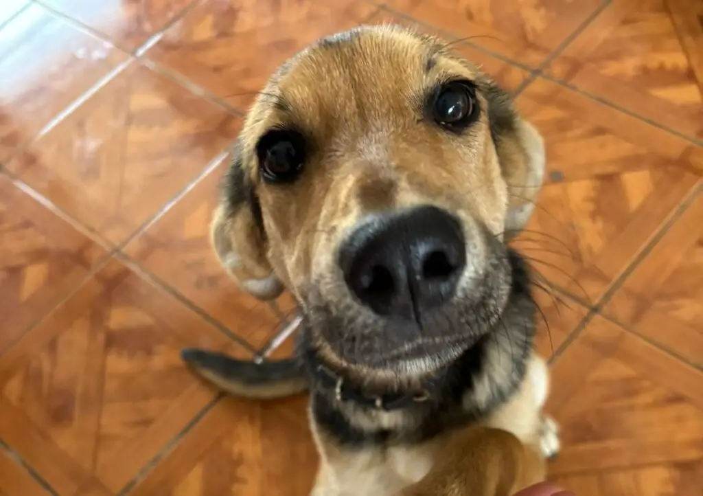Vacaciones sin preocupaciones: conoce las responsabilidades y sanciones por descuido de mascotas