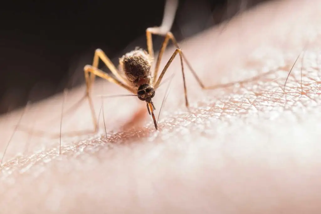 Declaran Alerta Amarilla por "multiples focos" del mosquito del dengue en Los Andes
