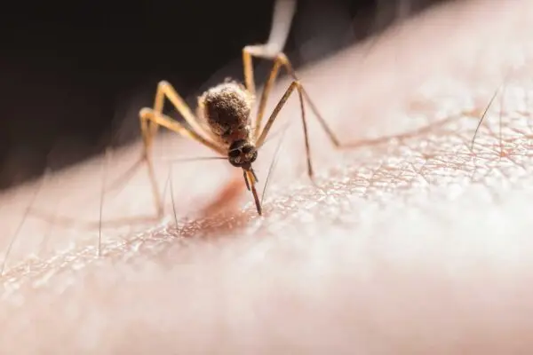 Declaran Alerta Amarilla por "multiples focos" del mosquito del dengue en Los Andes