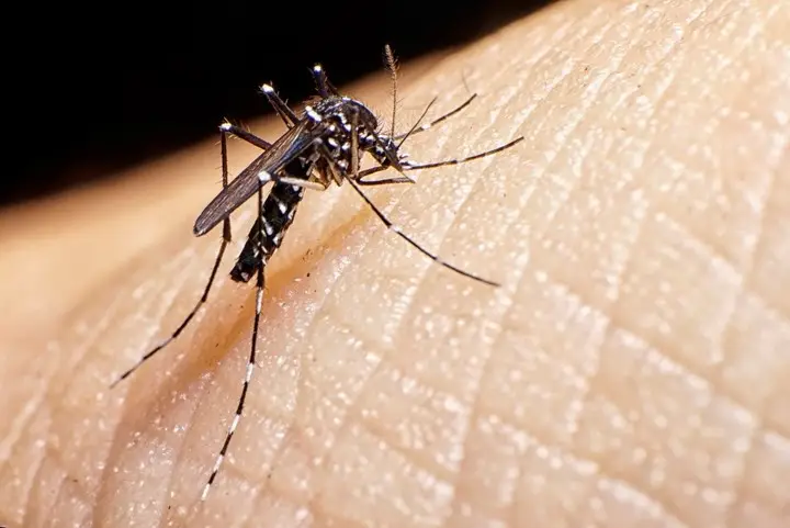Seremi de Salud del Maule confirma tres casos de dengue en la región