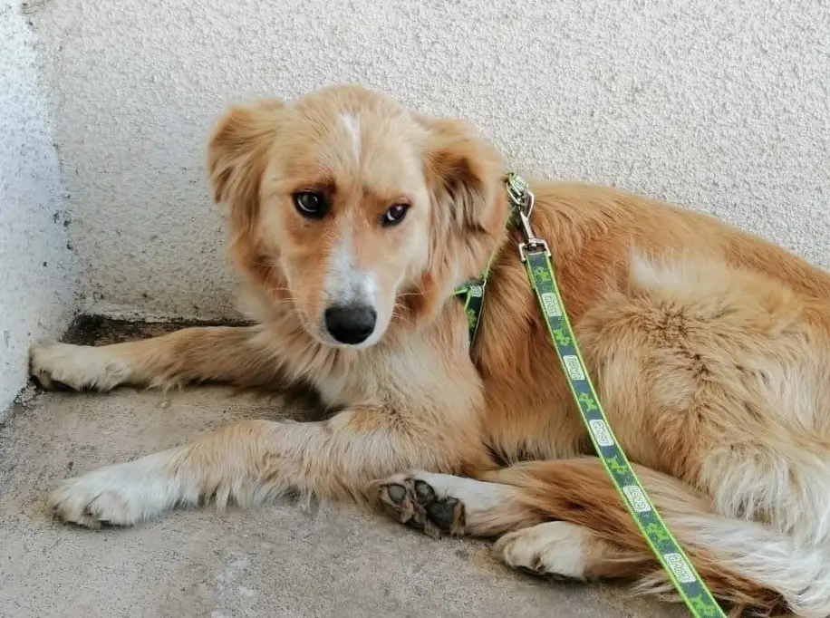 Oficina de Medioambiente de Romeral avanza en campaña de esterilización de perros y gatos