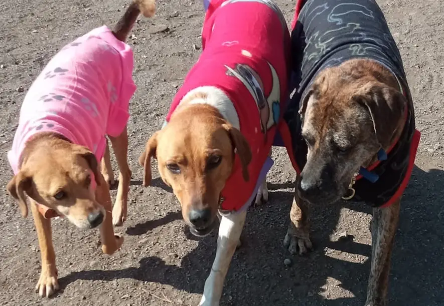 Concejala Paulina Bravo llamó a adoptar perros rescatados desde exrefugio Almas en el Camino