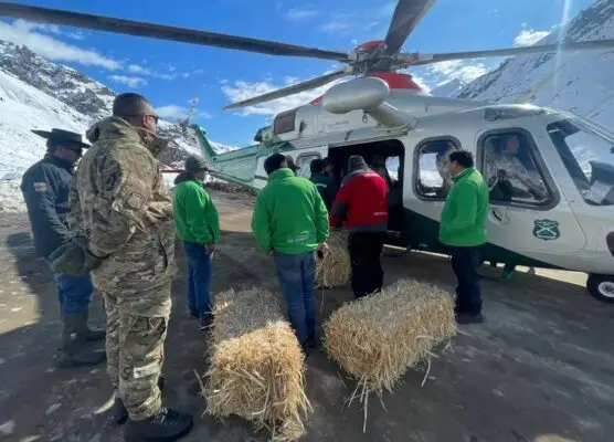 Ejército y Carabineros asistieron operativo para trasladar forraje a ganado aislado en la cordillera del Maule