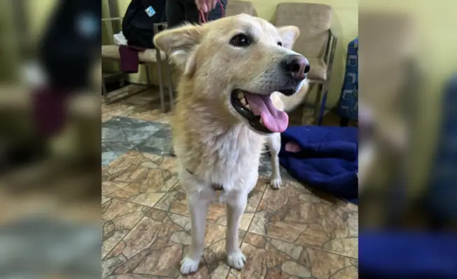 Agrupación Paticorta rescató a perro que sufrió maltrato y abuso sexual en Curicó