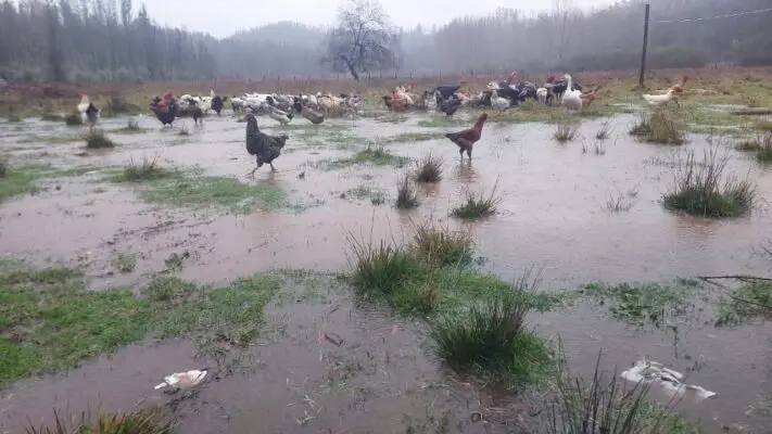 Gobierno efectúa primeras entregas de “ayudas tempranas” para agricultores afectados por sistema frontal