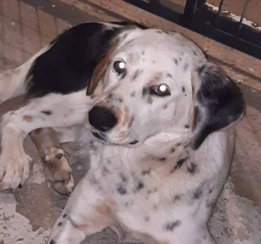 Vecinos del sector Vaticano de Curicó realizarán completada para operar a perrita atropellada