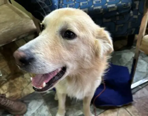Anuncian campaña solidaria para operar a perro abusado sexualmente en Curicó