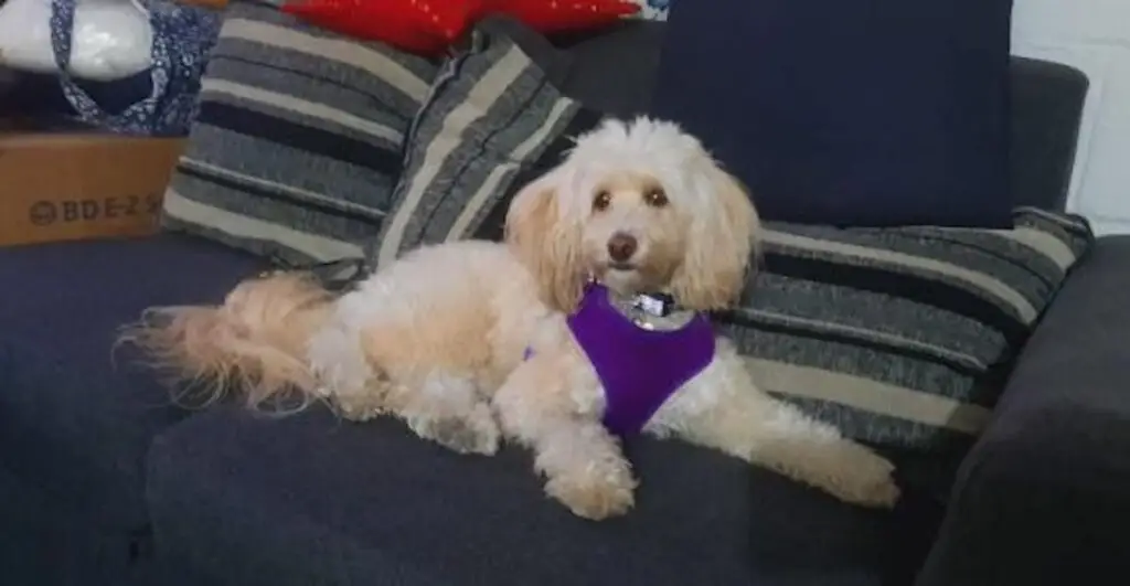 Buscan a mascota extraviada tras violento accidente ocurrido frente a Teno