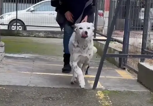 Vecinos de Población Vaticano de Curicó lograron recaudar fondos para operar a perrita comunitaria