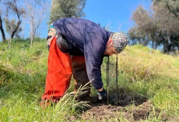 Municipio de Curicó continúa reforestación de Parque Cerro Carlos Condell
