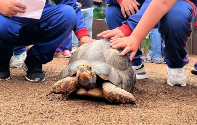 Municipio de Rauco celebrará el Día del Niño y la Niña con “Selva Viva” de forma gratuita