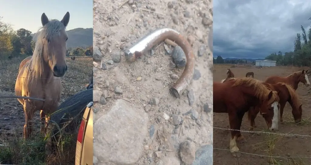 Cuatreros roban nueve caballares desde fundo de Hualañé