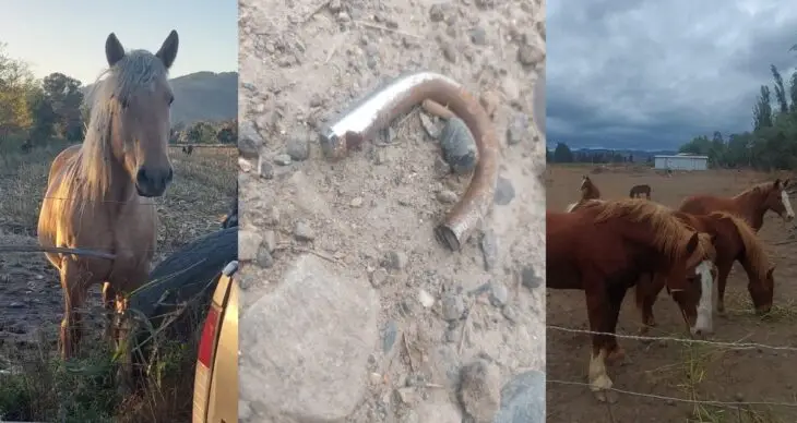 Cuatreros roban nueve caballares desde fundo de Hualañé