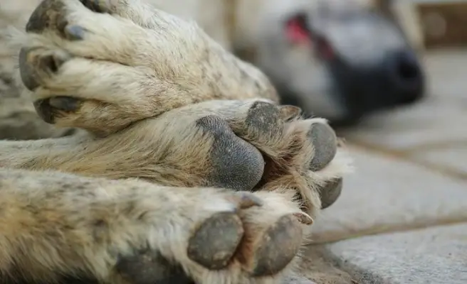 Diputado Pulgar ofició a la PDI para indagar masivo envenenamiento de perros en Hualañé