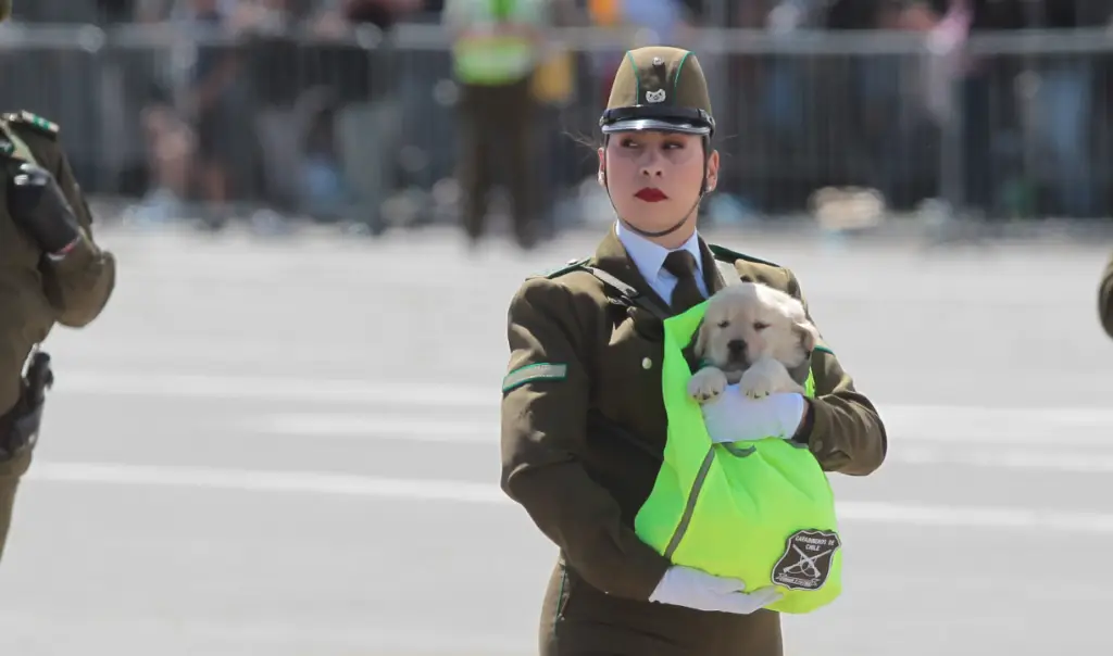 Este fue el esperado paso de los perritos de Carabineros en la Parada Militar 2024