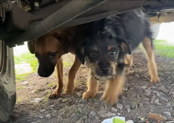 Captan a menor de edad abandonando dos cachorros en Curicó