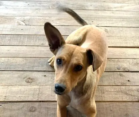 Buscan a perros comunitarios de Los Queñes que escaparon durante la Maratón del Maule