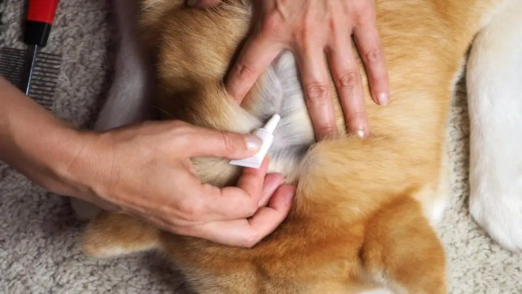 ¡Alerta a las pulgas y garrapatas! Consejos para proteger a tu mascota esta primavera