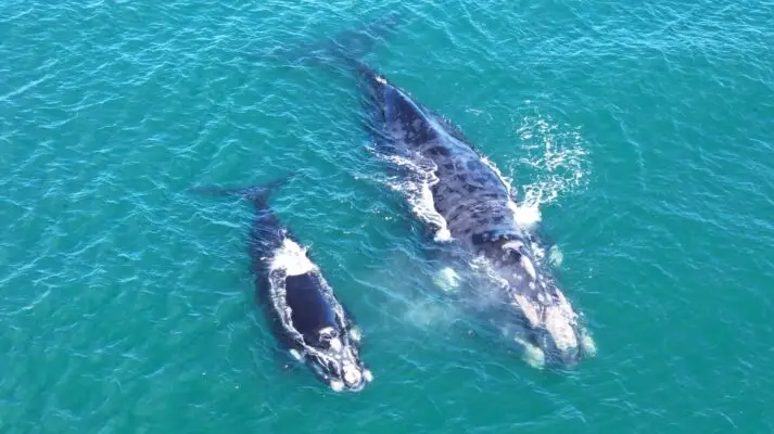 ¡Maravilla en Pichilemu! Ballena Franca Austral y su cría visitan las costas