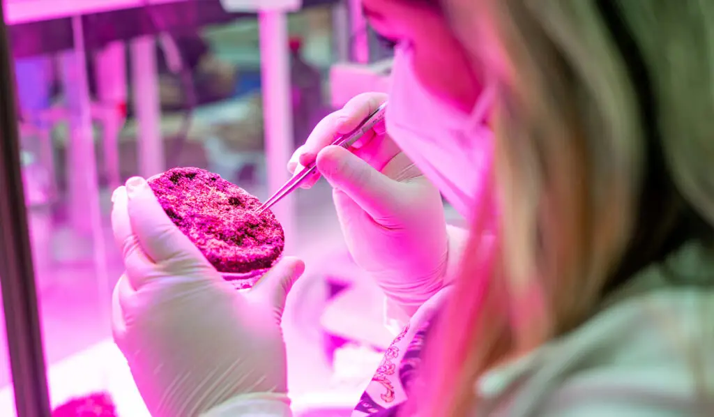 Agricultura espacial: Desarrollan cultivos de tomates y lechugas que podrían subsistir en Marte