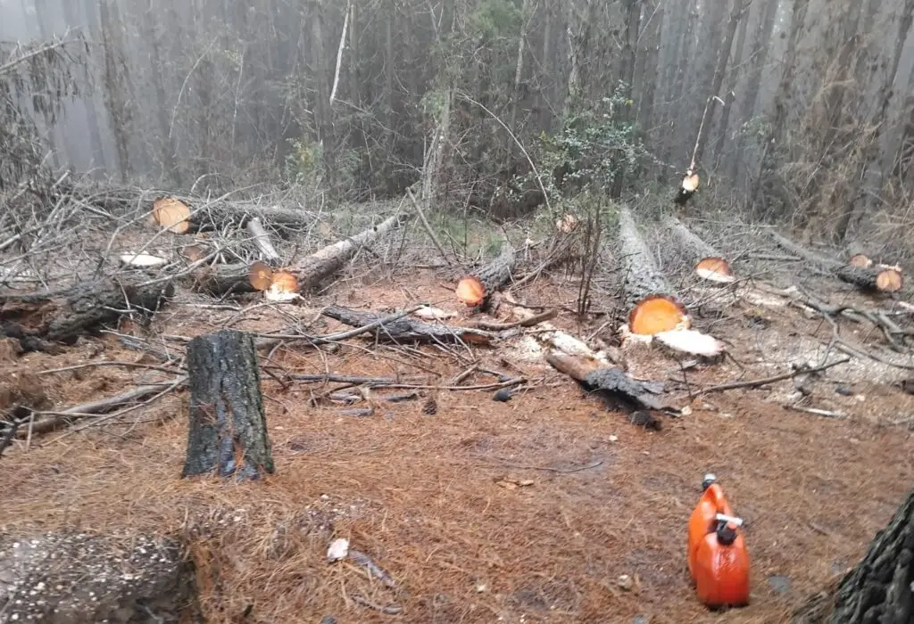 Denuncian robo de madera en predio en Licantén y acusan a forestal de Constitución