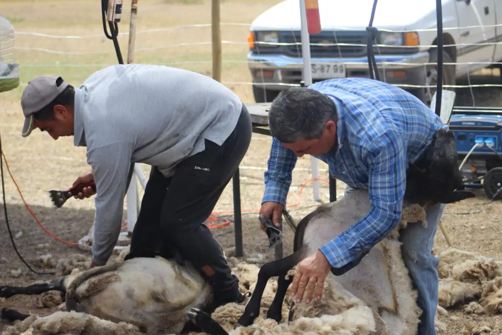 Prodesal de Rauco realizó la primera versión de la Fiesta de la Esquila
