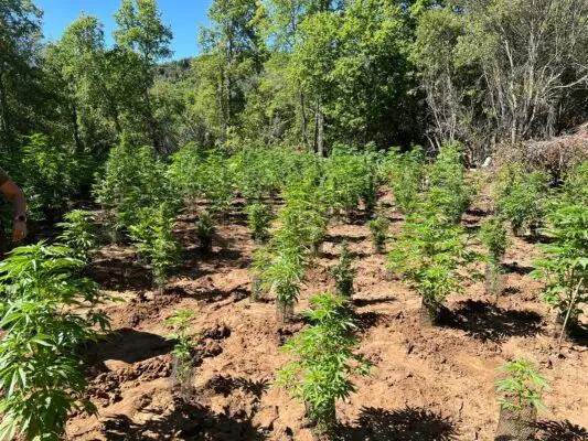 Carabineros del OS7 incautó más de mil plantas de marihuana en sector Las Vertientes de Curicó