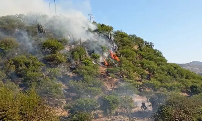 Rauco en alerta amarilla por incendio forestal en sector Tricao