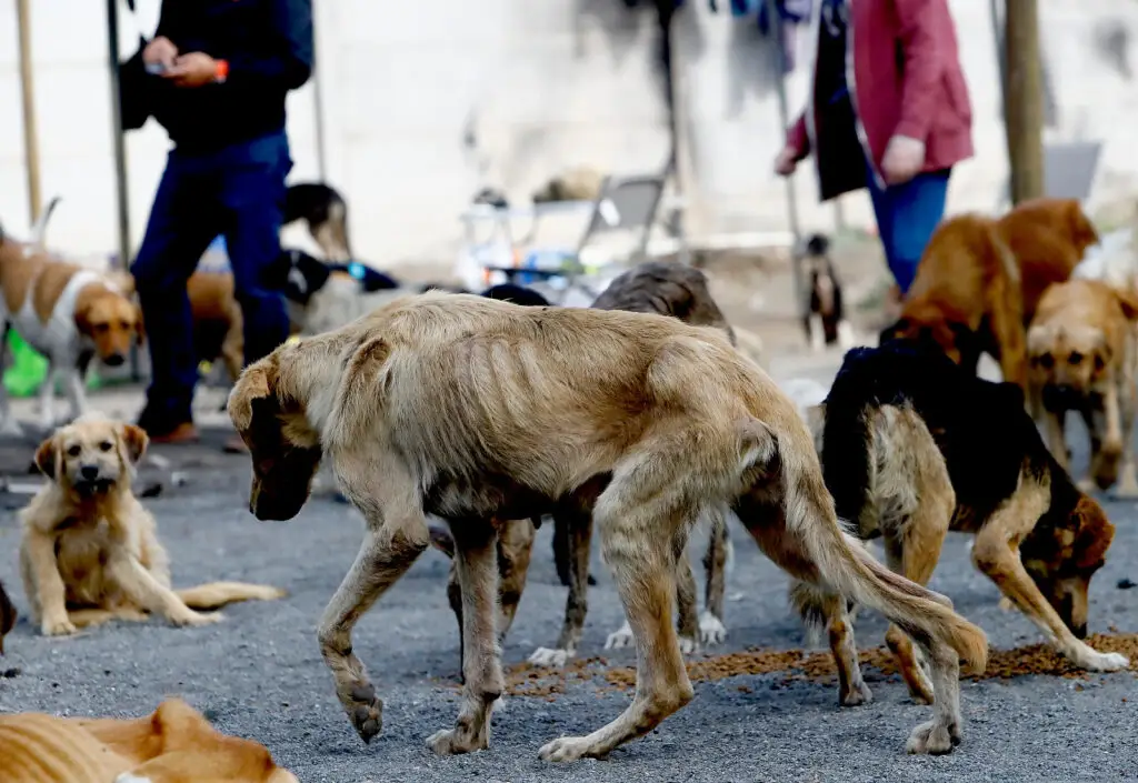 Almas en el Camino: Municipio de Curicó recibió denuncia por maltrato animal seis meses antes de que estallara el caso