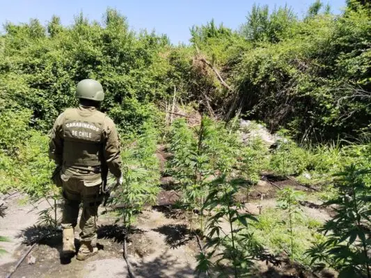 OS7 de Carabineros encontró cultivo con 176 plantas de marihuana en Potrero Grande