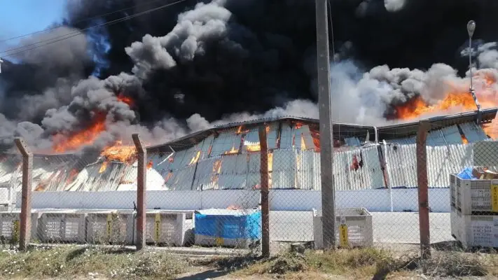 Incendio de grandes proporciones afecta a frutícola David del Curto en Requínoa