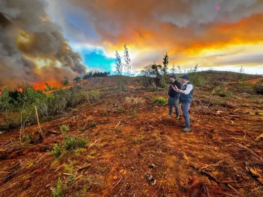 Incendio forestal destruye más de 1.300 hectáreas en Cauquenes