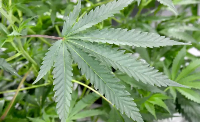 Carabineros indaga origen de cultivo de marihuana con más de 720 plantas en Potrero Grande