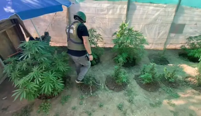 OS7 desbarata cultivo de cannabis en Villa Prat