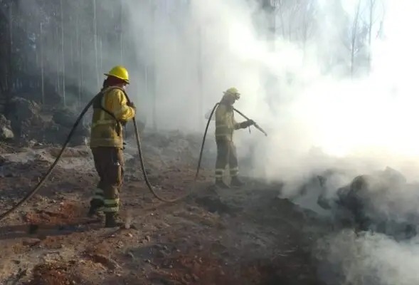 Fiscalía formalizó a autor de incendio de bosque en la comuna de Maule