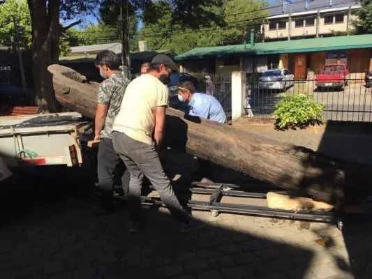 Oficina de Turismo de Vichuquén busca recuperar canoa centenaria trasladada al Museo de La Araucanía