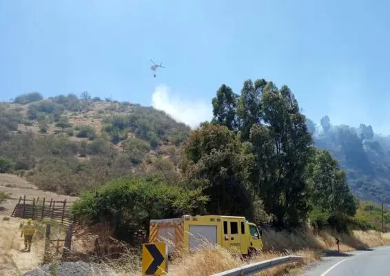 Incendio forestal en sector Los Coipos de Hualañé destruyó casi ocho hectáreas
