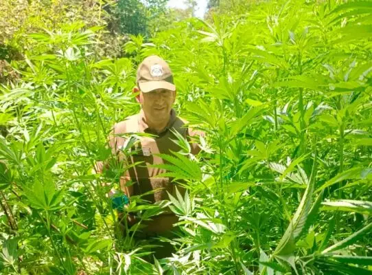 Carabineros incautó 235 plantas de marihuana en predio de Hualañé