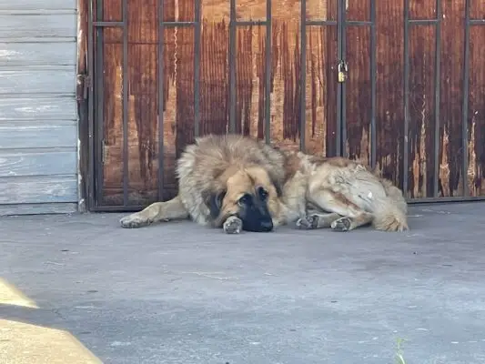 Fundación animalista se refiere a caso de perro denunciado por ataques en Villa Don Rodrigo