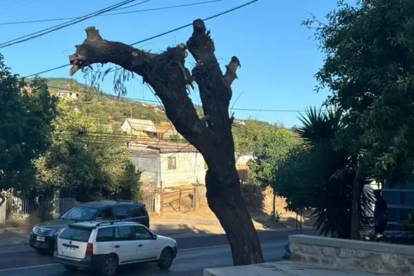 Alcaldesa de Hualañé denunciará a empresa contratista de CGE que mutiló árboles de la comuna