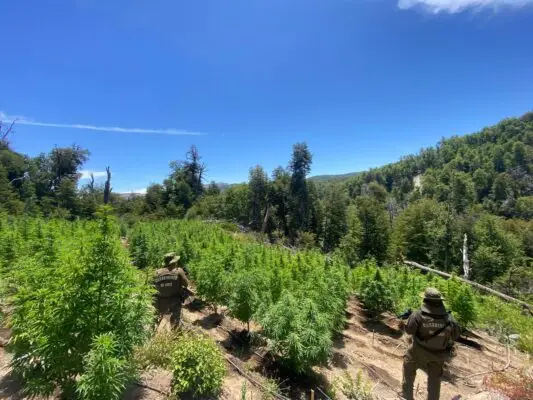 Carabineros decomisó más de nueve mil plantas de marihuana en últimos operativos en Curicó y Vichuquén