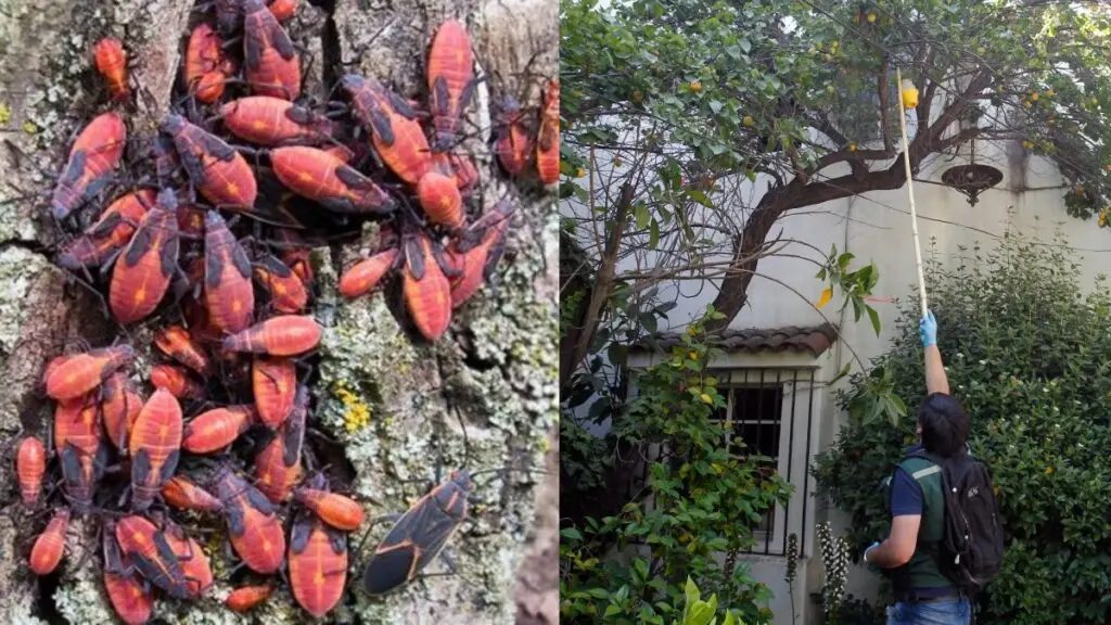 ¡Chinches del Arce en Curicó!: vecinos de calle Merino Jarpa preocupados por plaga