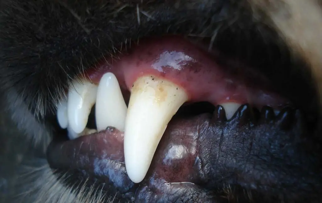 Trabajador de áreas verdes de Curicó sufrió lesiones tras ser mordido por un perro en sector Santa Fe