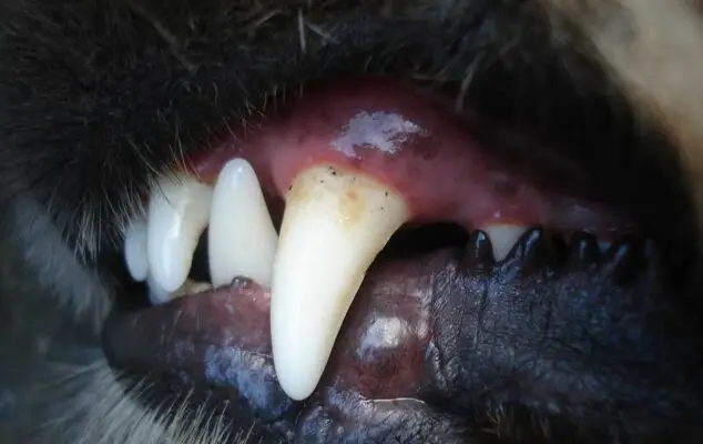 Trabajador de áreas verdes de Curicó sufrió lesiones tras ser mordido por un perro en sector Santa Fe